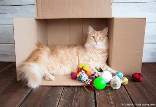 Katze im Umzugskarton