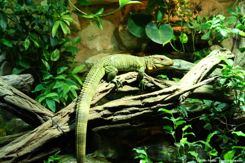  Leguan bei Umzug mit Terrarium